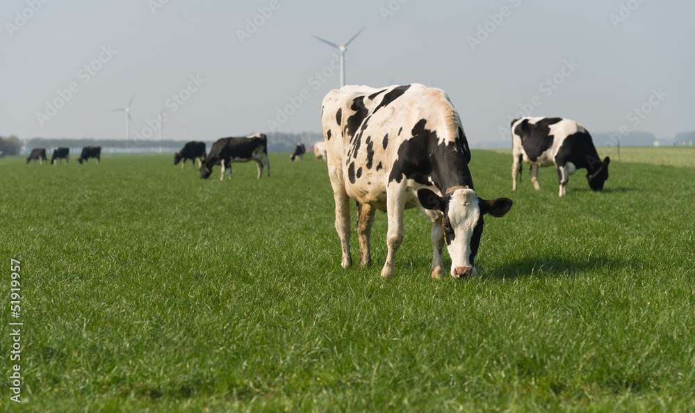 Milk cows grazing in spring