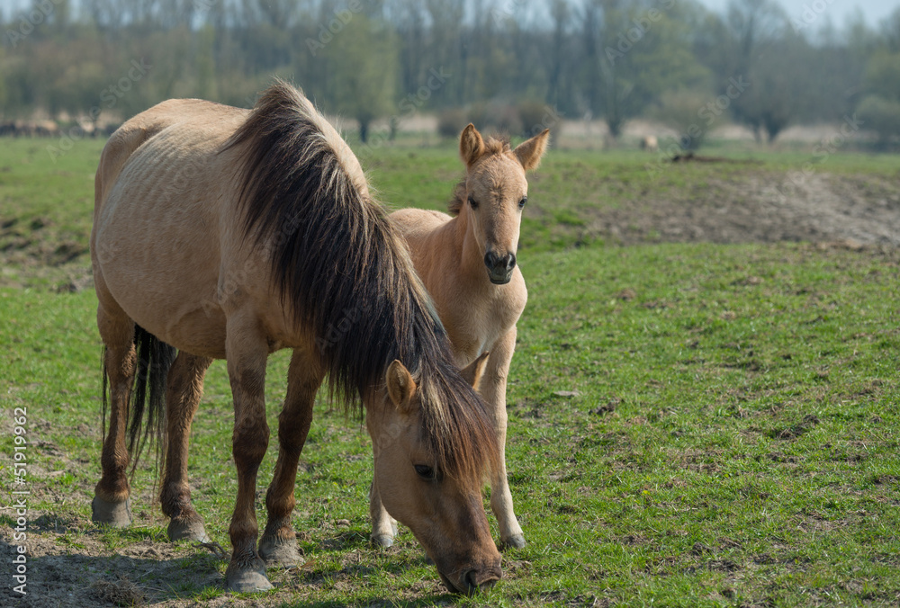 Fototapeta premium Konik foal behind its mother in nature