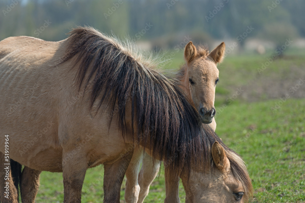 Obraz premium Konik foal behind its mother in nature