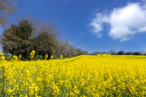 Yellow fields © edimur