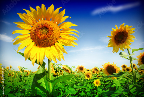 Sunflower field
