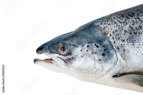 salmon isolated on white