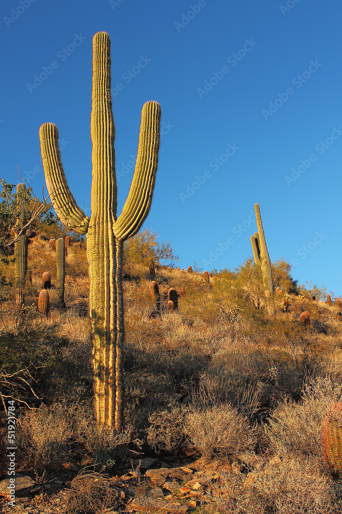 Sonoran desert landscape and cactus details