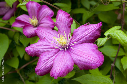 Fototapeta Naklejka Na Ścianę i Meble -  Clematis