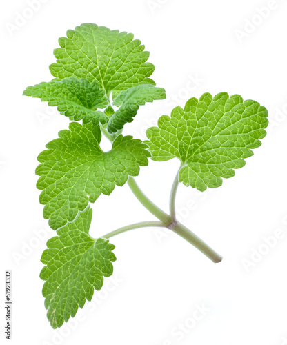 catnip