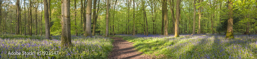 Magical forest and wild bluebell flowers #51923547