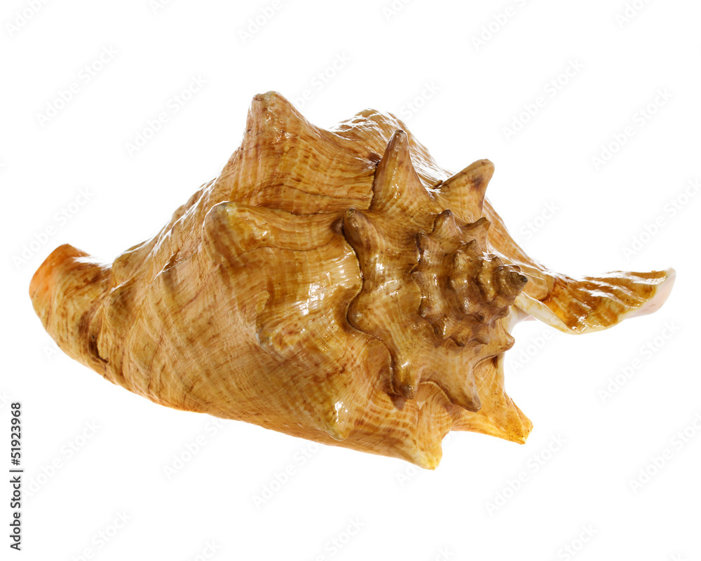 sea shell macro isolated on white background closeup, sea shell macro isolated on white background closeup,