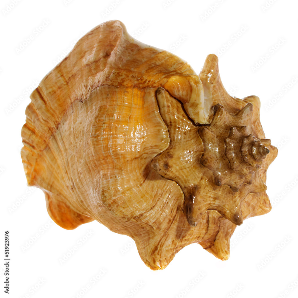 sea shell macro isolated on white background closeup, sea shell macro isolated on white background closeup,