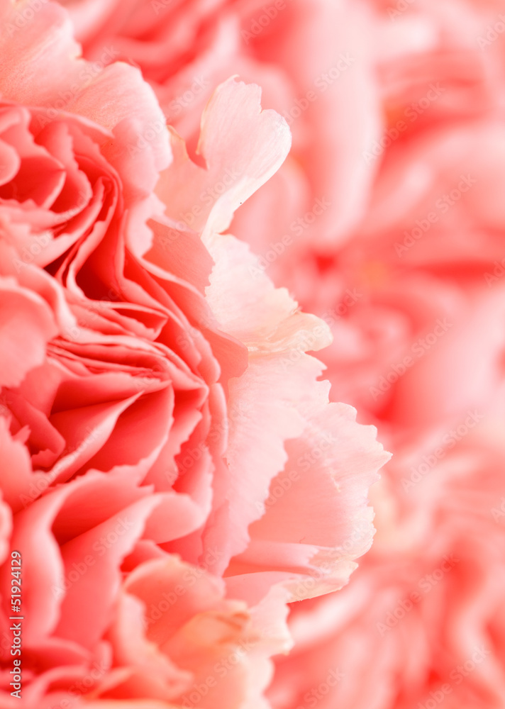 Fototapeta premium Pink carnation flower close up