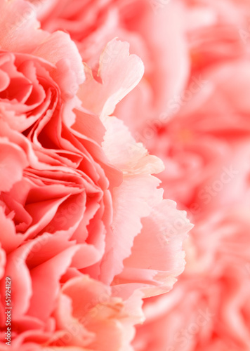 Pink carnation flower close up © leungchopan