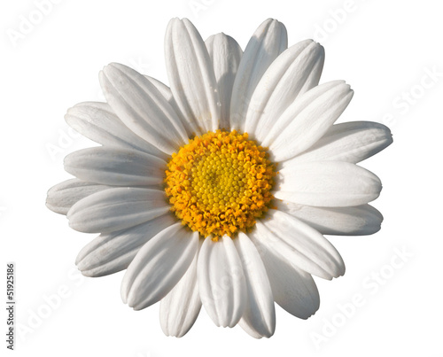 White oxeye daisy © photology1971