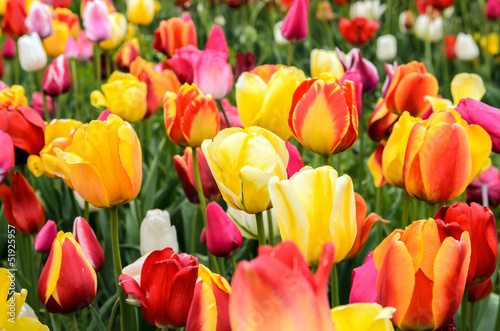 Fototapeta Naklejka Na Ścianę i Meble -  Sehr bunt: Tulpenfeld :)