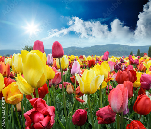 Fototapeta Naklejka Na Ścianę i Meble -  Frühling: Tulpenfeld mit blauem HImmel, Sonne, Wolken