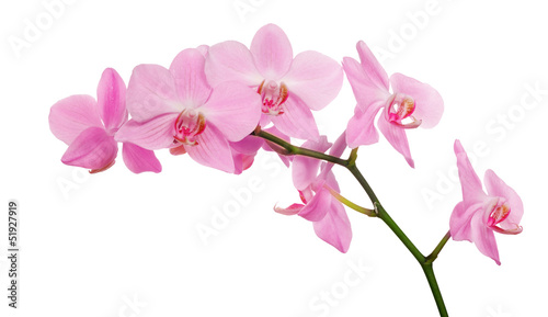 isolated pink orchids branch © Alexander Potapov
