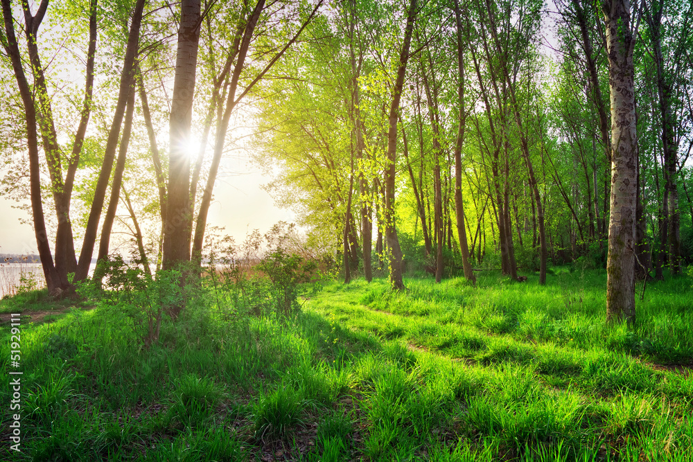 Naklejka premium Spring Landscape. Beautiful scene in the forest with sun