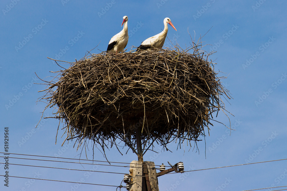 Fototapeta premium The white stork (Ciconia ciconia)