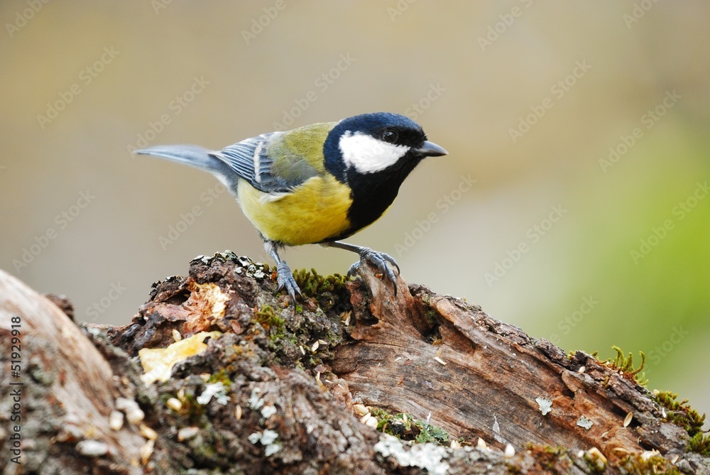 Naklejka premium CARBONERO I