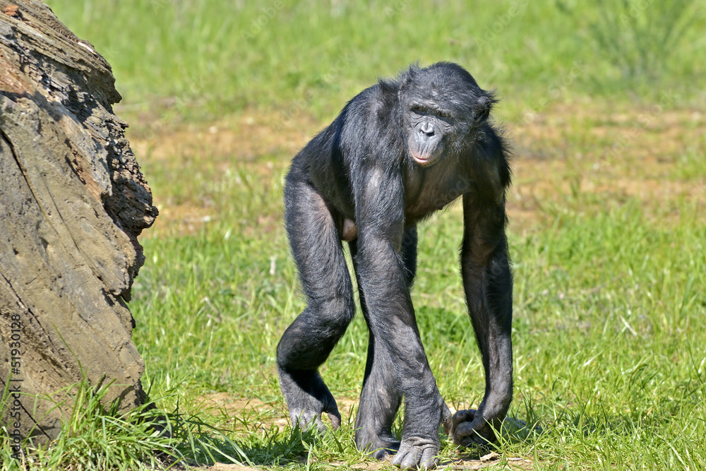 Naklejka premium Bonobo