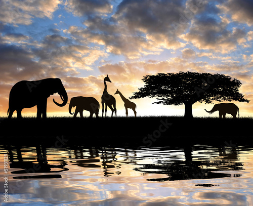 Canvas Print Silhouette elephants with giraffes in the sunset