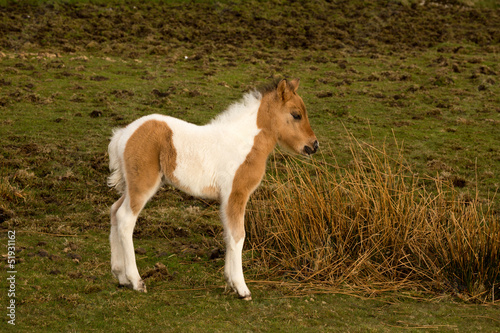 Dartmoor foal