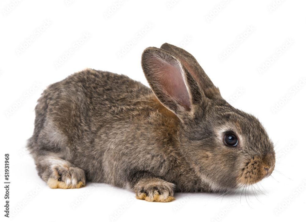 rabbits isolated rabbits isolated