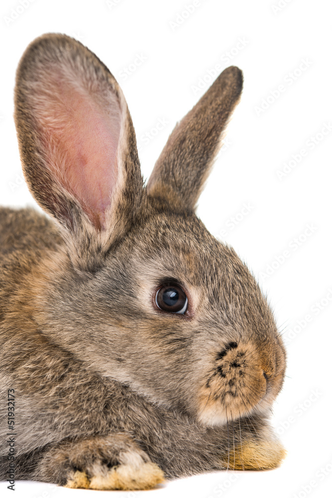 Obraz premium rabbits isolated