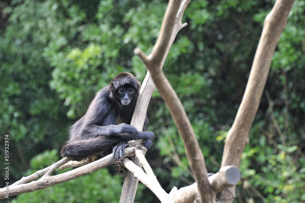 Naklejka premium クロテナガザル