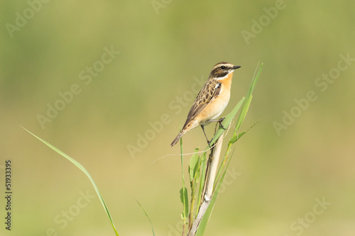 whinchat