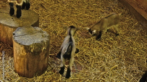 young goats playing together in stable