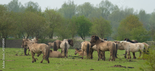 Herd of Konik horses in nature in spring © Naj