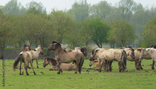 Herd of Konik horses in spring