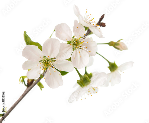 cherry tree branch with flowers