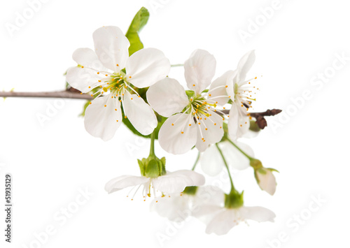 cherry tree branch with flowers