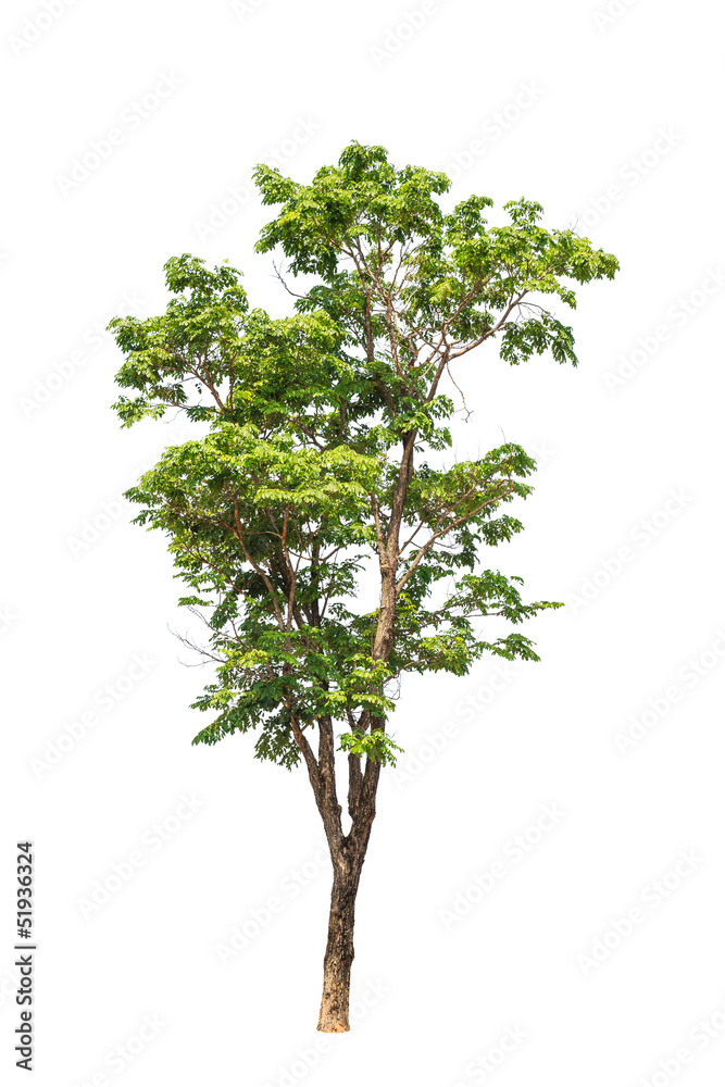 Fototapeta premium Pterocarpus indicus tree