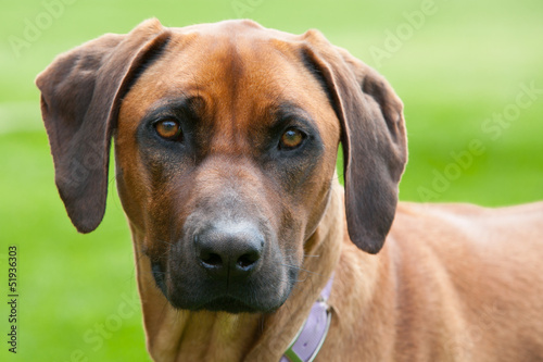 Rhodesian Ridgeback