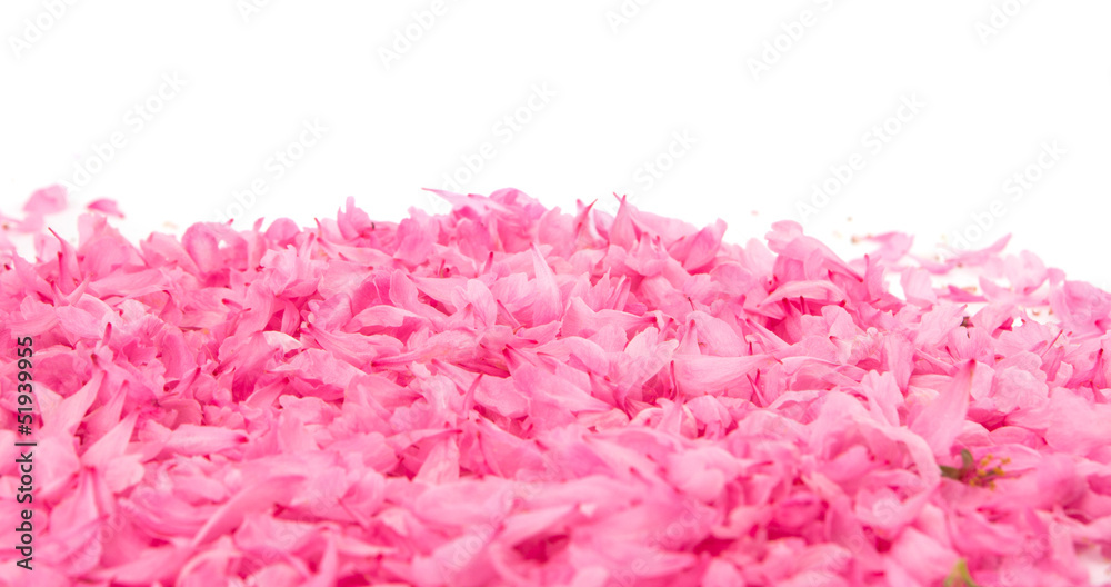 Obraz premium small pink flower petals