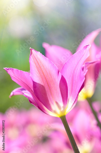 Pink tulip under the sunshine