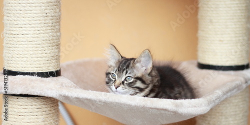 Cucciola color brown di gatto siberiano photo