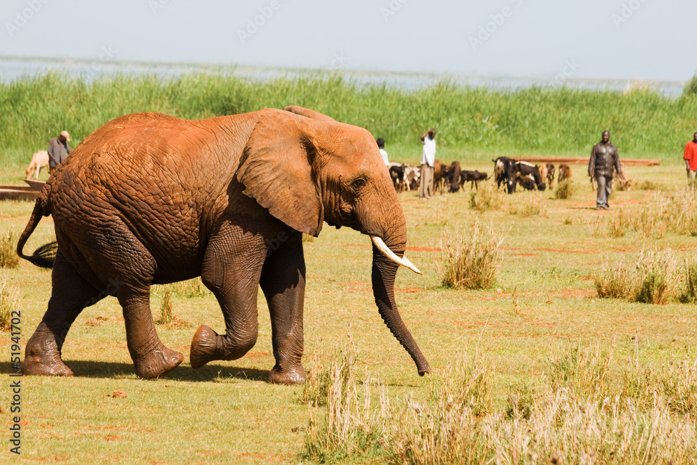 Obraz premium Elephant walks into a village