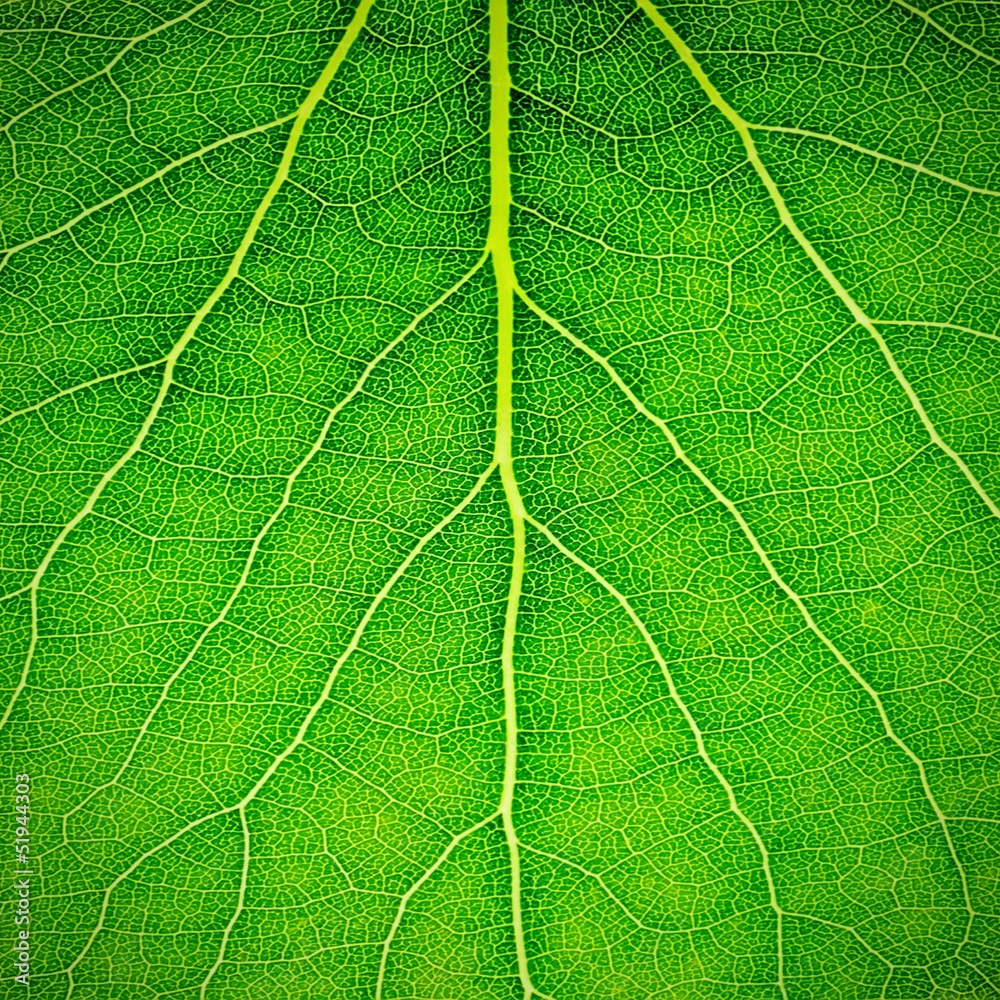 Obraz premium Leaf surface