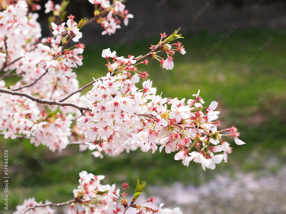 Cherry blossoms