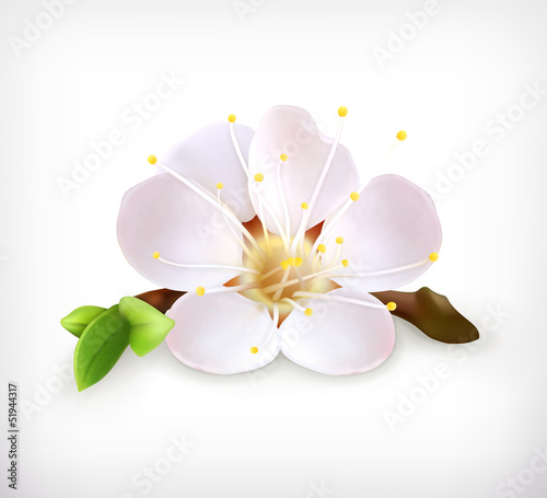Cherry blossom