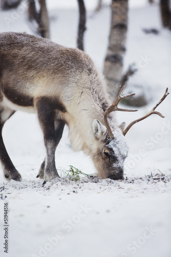 Reindeer Eats in a Winter Forest