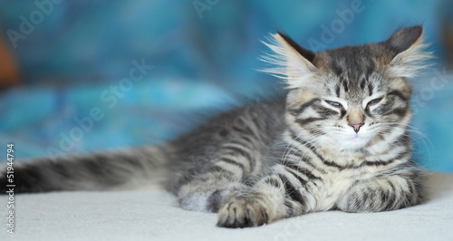 Cucciola di gatto siberiano color brown a due mesi photo