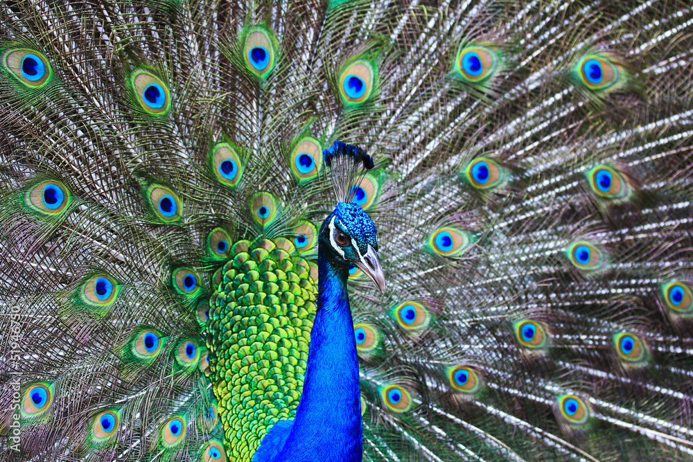 Obraz premium Peacock