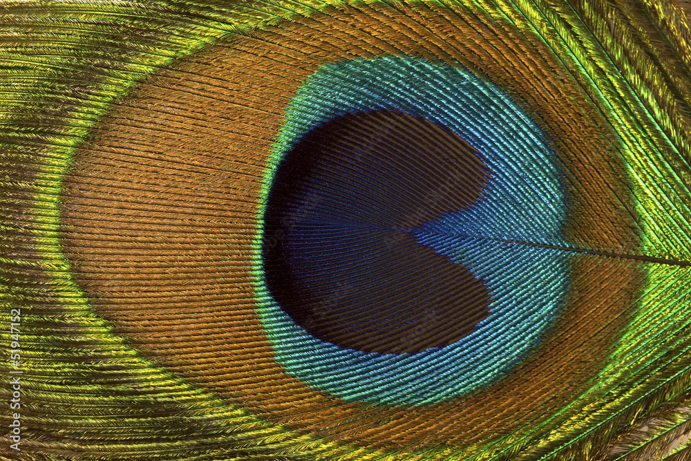 Obraz premium Peacock feather