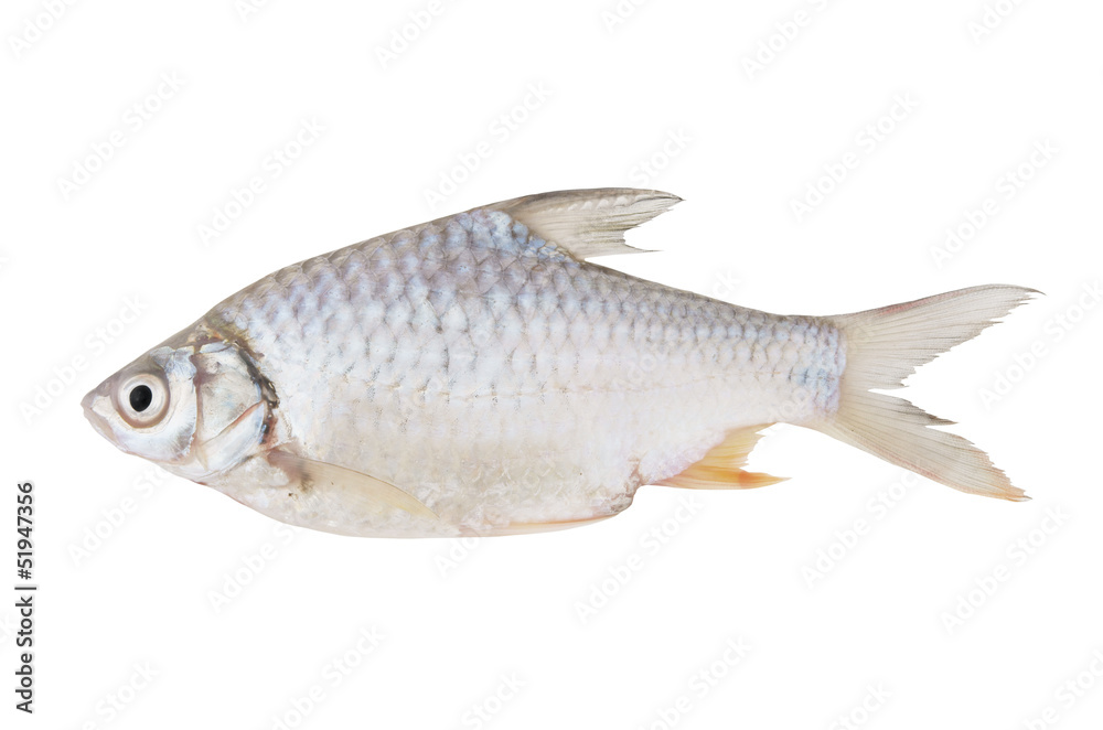 Fresh fish isolated on white background Fresh fish isolated on white background