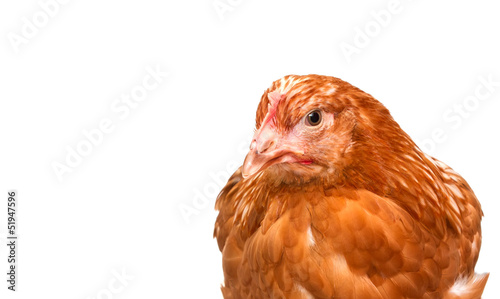 young pullet looking ahead at an angle