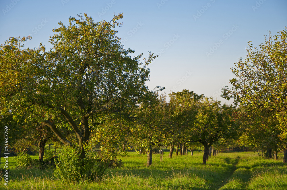 Meadow with scattered fruit
