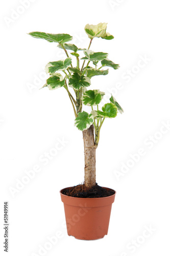 Small tree in pot isolated on white